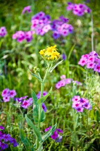 Butterweed