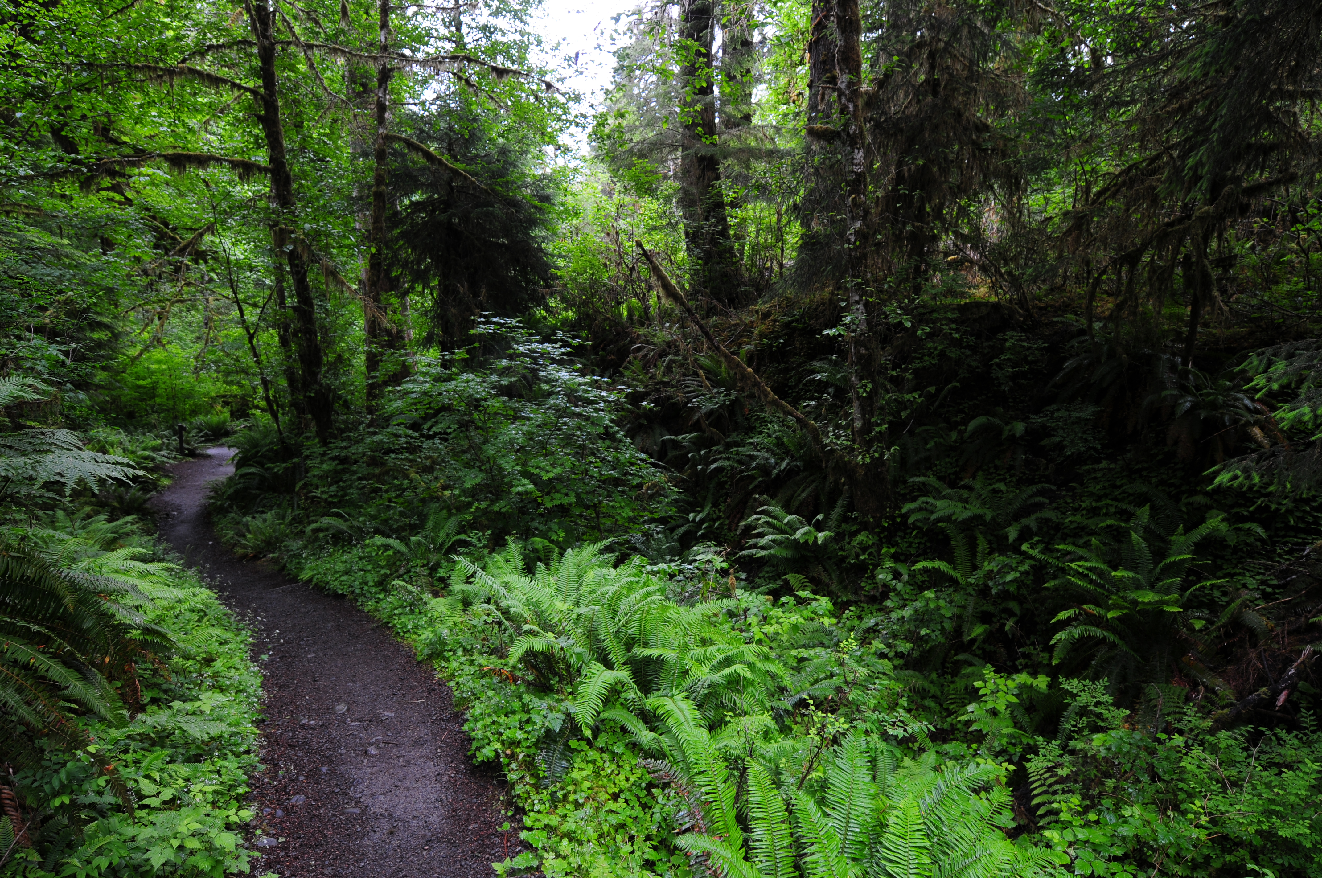 The Magical Rainforests of Olympic National Park