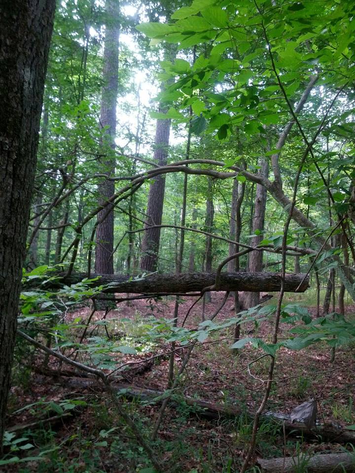 chinquapin trail 2