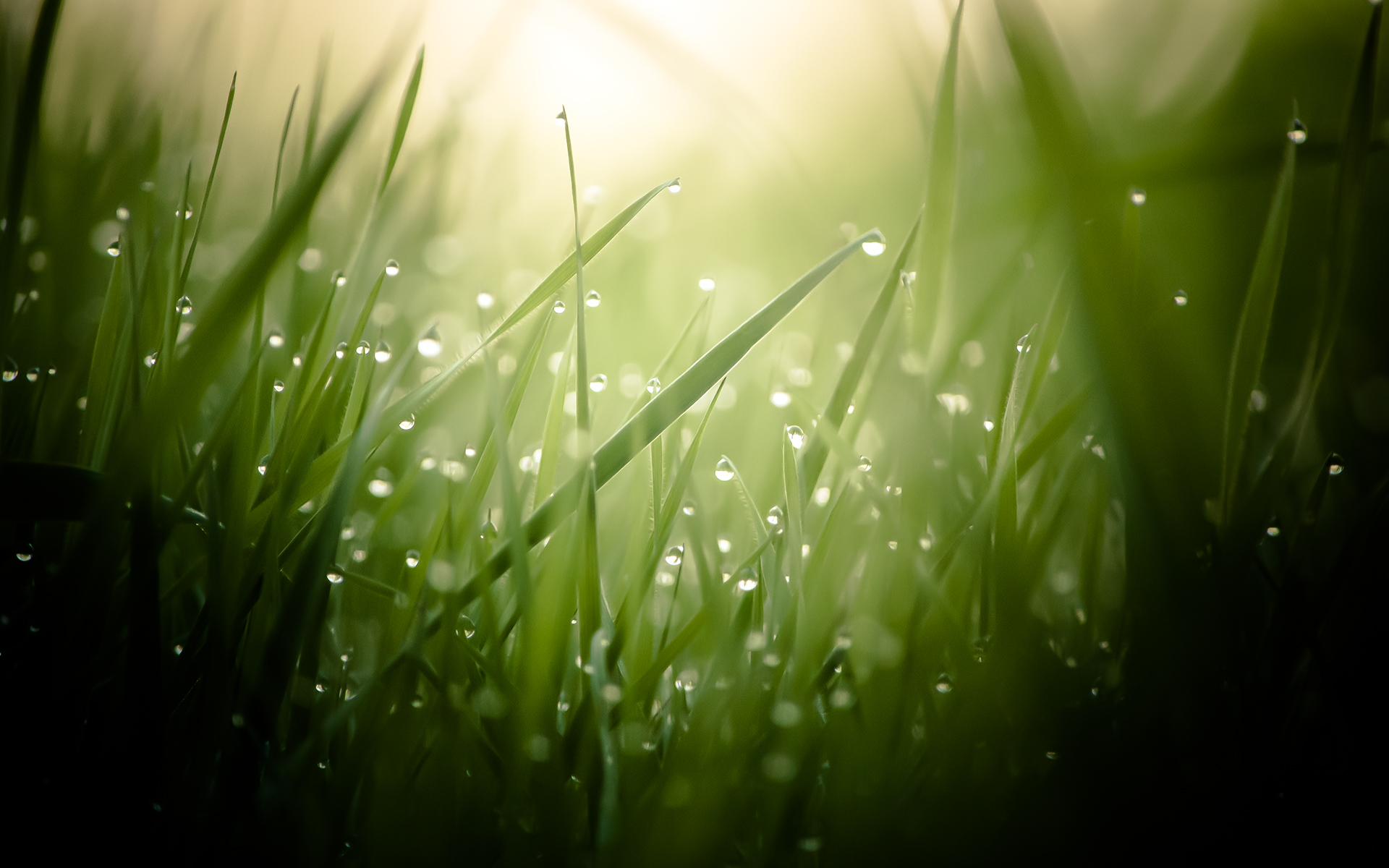 03248_morningdew_1920x1200