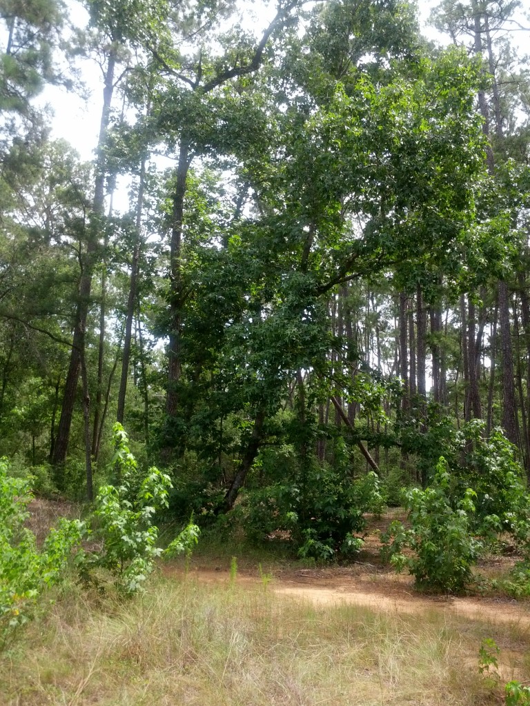 Geocaching and Letterboxing  Department of Forests - Parks and Recreation