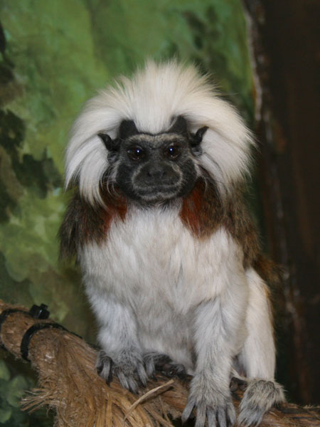 Tamarin_Cottontop_1