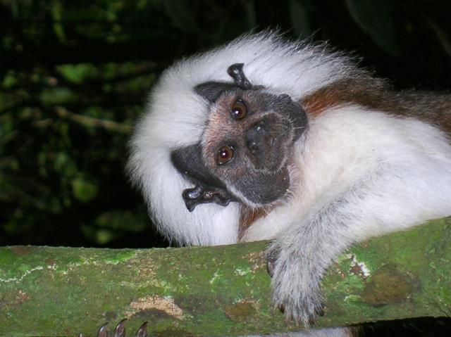 cotton top tamarin