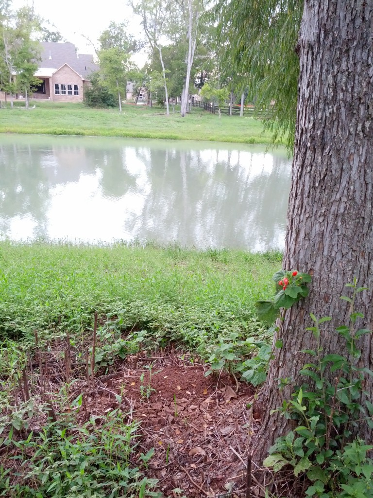 tree flowers