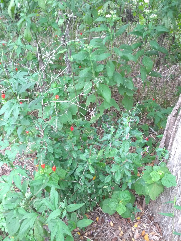 turks cap