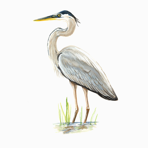 great-blue-heron