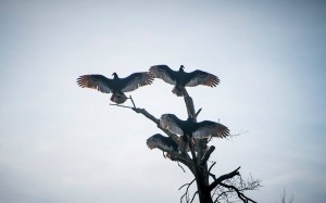 BB 8 vultures