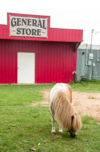 This pony's name is Spotted Bear