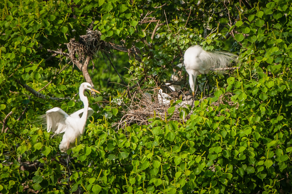 High_Isalnd_Rookery-24