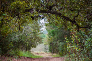 2016_11_05-texas_roundup_bastrop-7