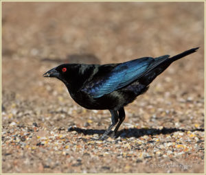 Bronzed Cowbird 