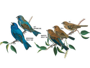 Indigo Bunting 