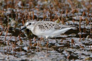 Semi-Palmated Sandpiper