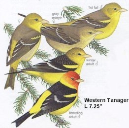 western-tanager