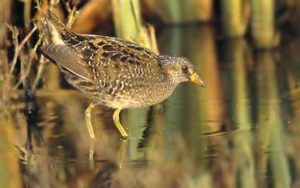 Yellow Rail