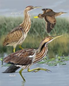 American Bittern