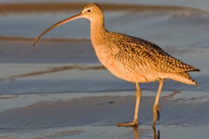 Long Billed Curlew
