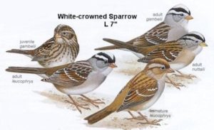 White Crowned Sparrow 