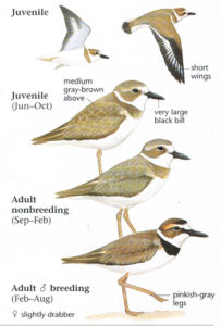 Wilson's Plover