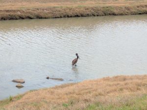 Mason Creek pelican