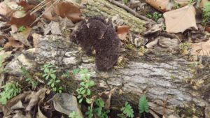 mason creek fungi