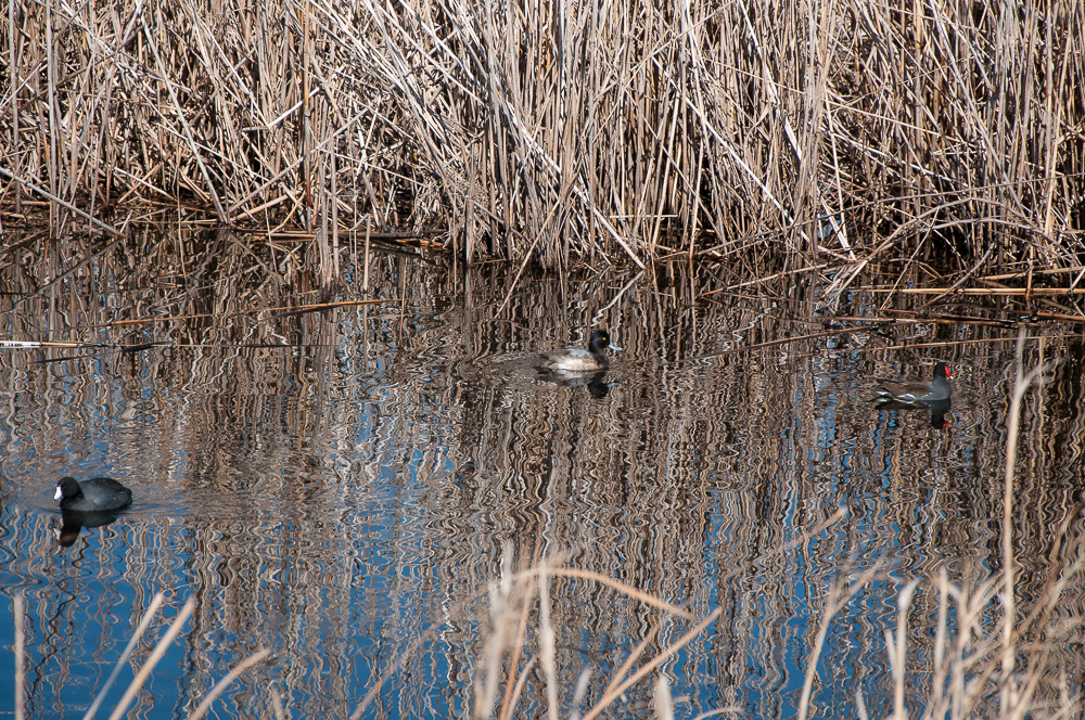 Anahuac nwr duck hunting